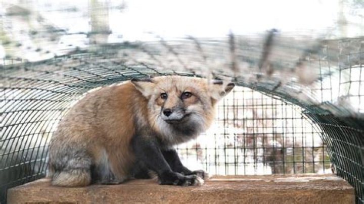 Rescue Foxes Find Forever Home in Ohio Family's 90-Acre Ranch