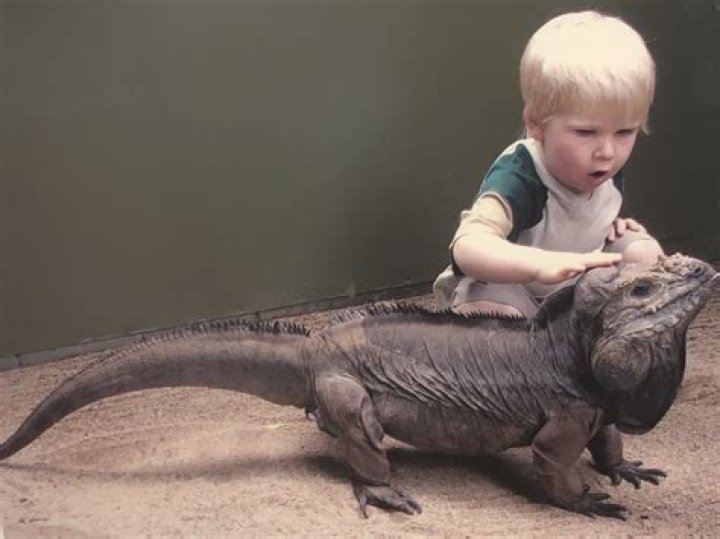 Rhino iguana owned by Irwin family named the oldest in the world by Guinness