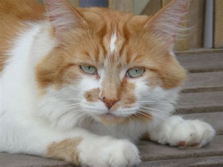 'World's Oldest Cat' Dies Aged 31