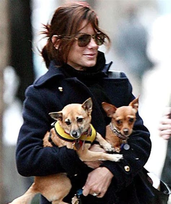 Sandra Bullock's Furry Friends: A Look At Her Beloved Dogs