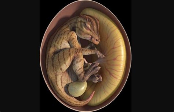 Dinosaur Embryo Picture Among 9 'Spectacular' Winners in Nature Competition