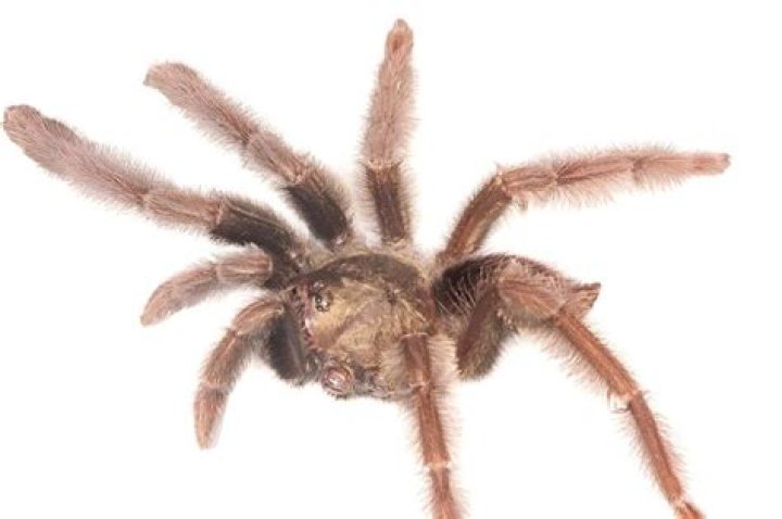 Scientists Discover Tarantula Species Whose Time Is Numbered