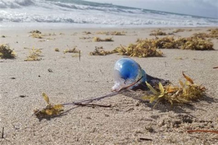 Virginia Beachgoers Report 'Clear Thing With Blue Eyes' Making Them Itch