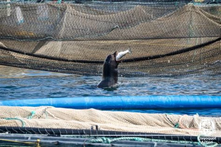 Sea Lions Invade Salmon Farm and Refuse to Leave 'All-You-Can-Eat Buffet'