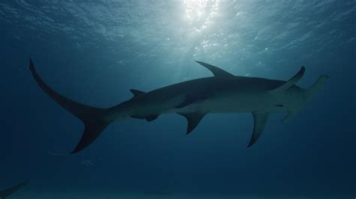 The Search for the World's Biggest Hammerhead Shark