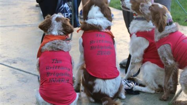31st annual See Spot Walk event raises funds for Idaho Humane Society
