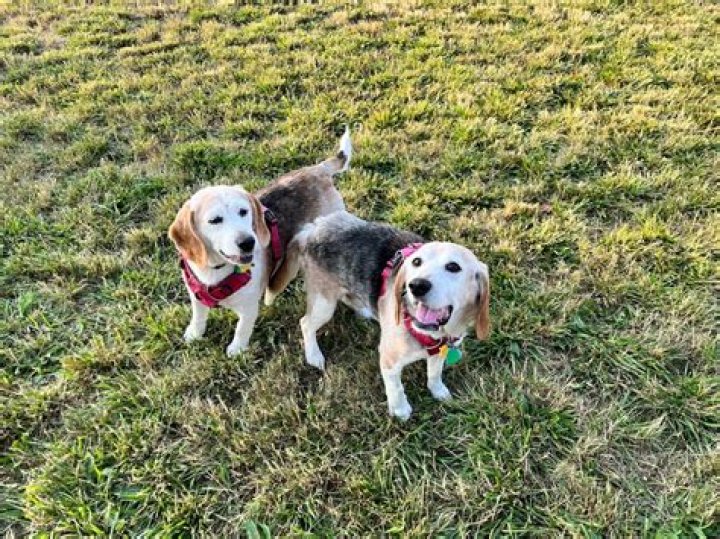 Senior Rescue Beagles in Shelter Who Have 'Never Known Love' Break Hearts