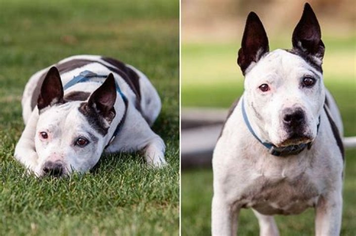 Dog In Shelter for 650 Days Breaks Hearts Sucking on Blanket to Self-Soothe