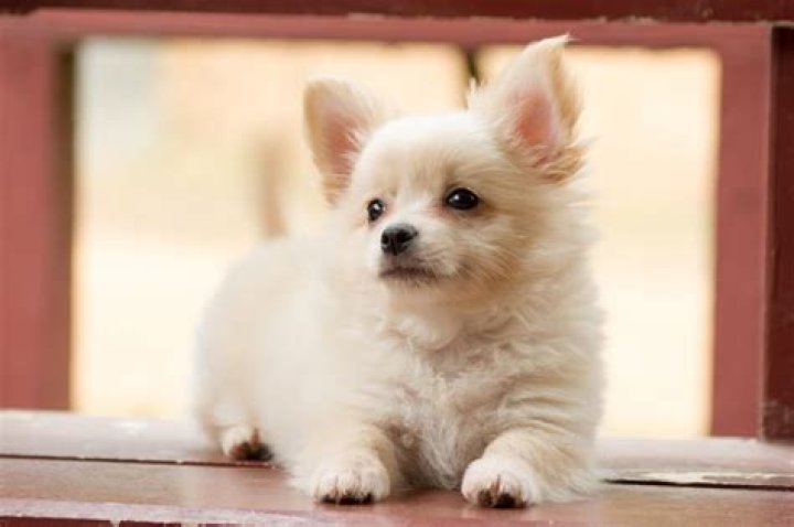 Delightful Companionship: The Shih Tzu Chihuahua Mix