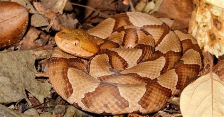 Shock as Kingsnake Eats Venomous Copperhead in Missouri—'Nature in Action'