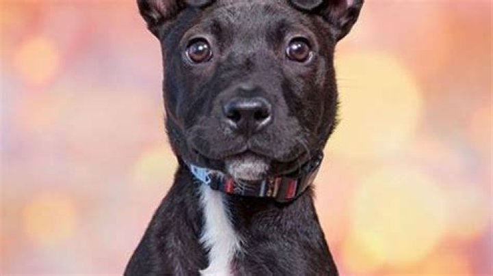 Shortage of dogs at Idaho Humane Society