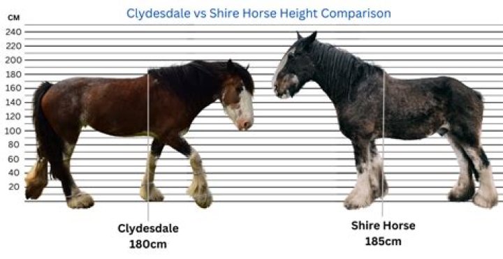 Understanding The Size Of Clydesdale Horses