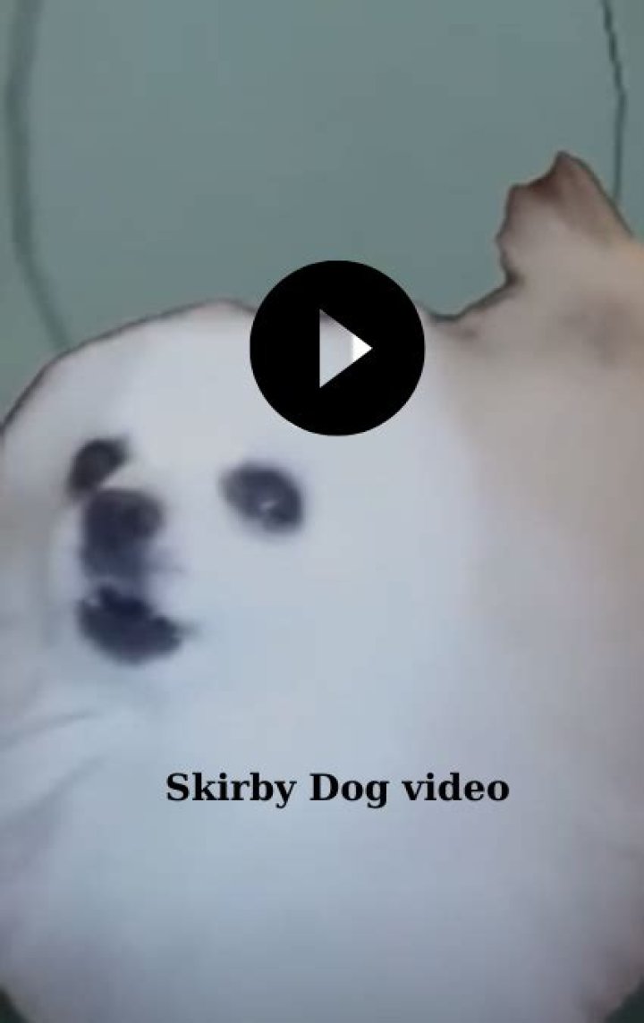 Skirby Dog Video Ed: The Ultimate Guide To Entertaining Your Furry Friend