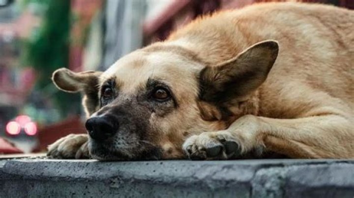 Skirby Dog Video: The Ultimate Guide To The Hilarious And Adorable Trend