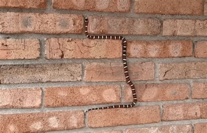 Real-Life Game of "Snake" As Creature Seen Slithering up Wall