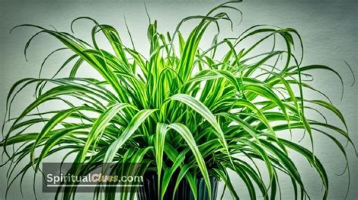 The Ultimate Guide To Spider Plant Symbolism: Uncover Its Hidden Meanings