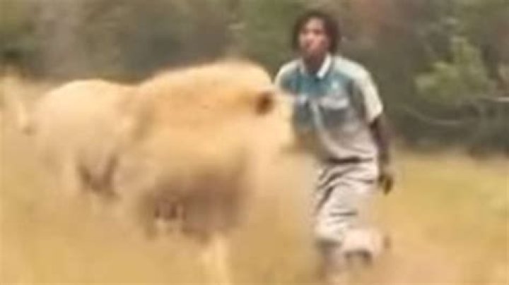 Stick wielding man scares away Lion in shocking video
