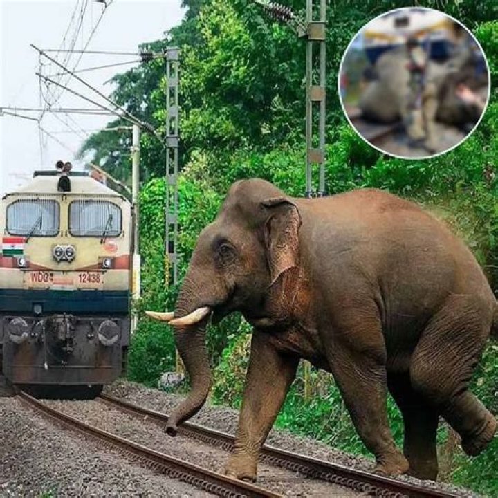 Stranded elephant from circus create ruckus on road in Pune