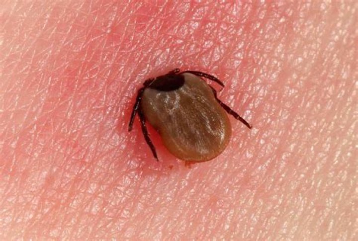 Students Use Satellite Imagery To Track Lyme Disease-Carrying Ticks