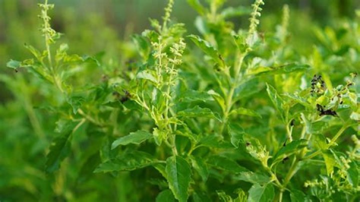 Know THESE 5 benefits of Indian basil – India TV
