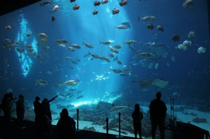 The World’s Largest Aquarium Opens in Singapore