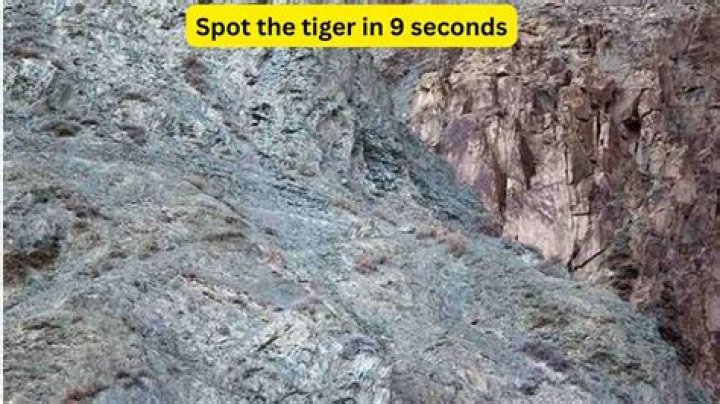 There's not one but two tigers in this picture Can you spot it Game of Illusion – India TV