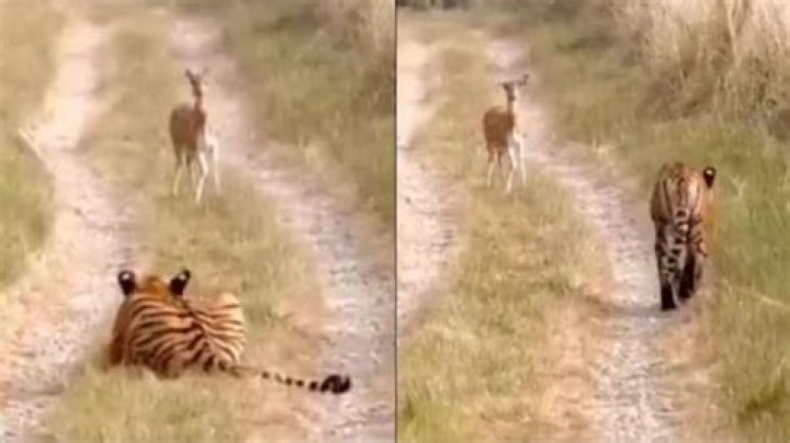 Tiger walks past deer calmly, shocking viral video shows surprising behaviour. Watch – India TV