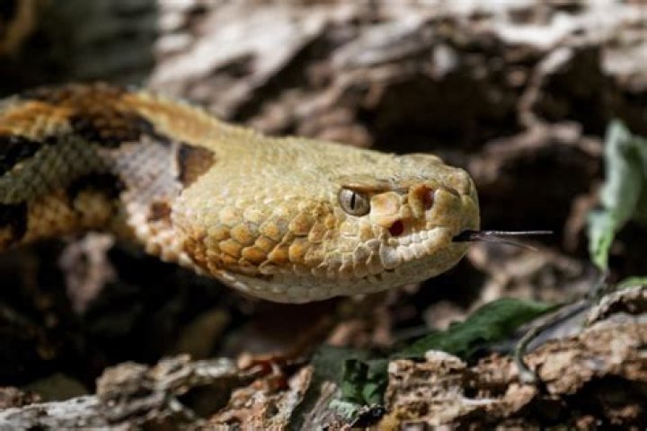 Two Huge Rattlesnakes Block Hiker's Path in Indiana Forest