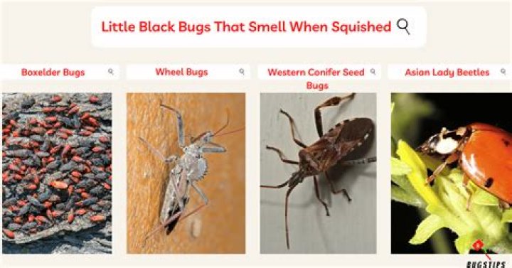 Tiny Bugs That Bleed When Squished