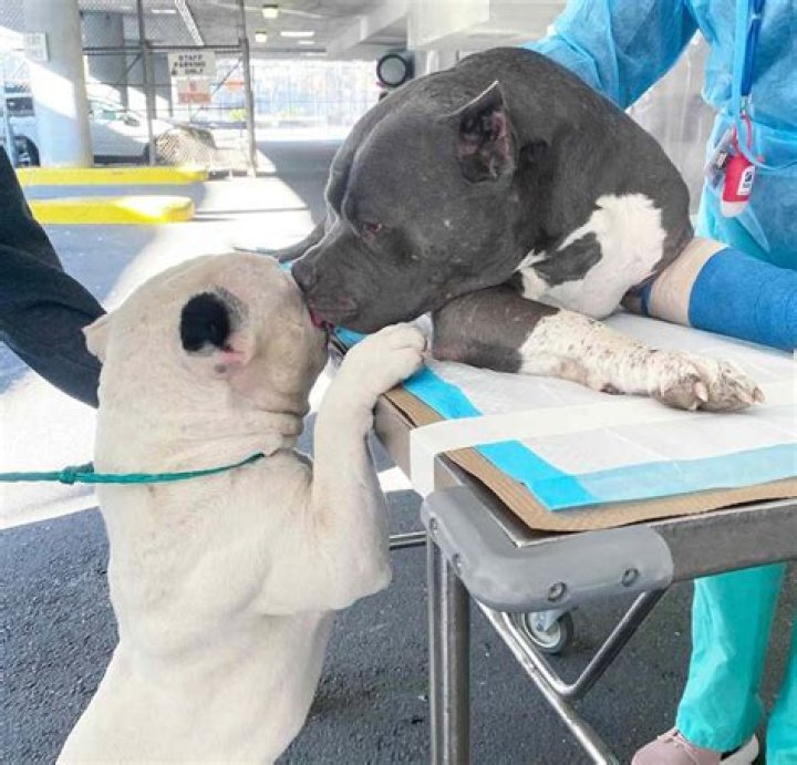 Exploring The Adventures Of Tonka And Little P: A Heartwarming Journey