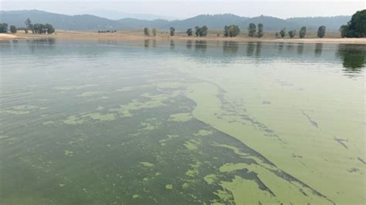 Toxin-producing bacteria found in CJ Strike Reservoir