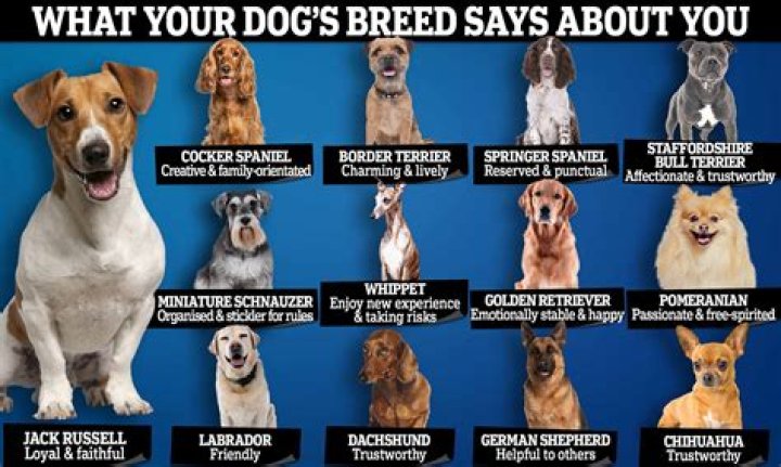 Trainer Reveals What Your Dog's Breed Says About Your Personality