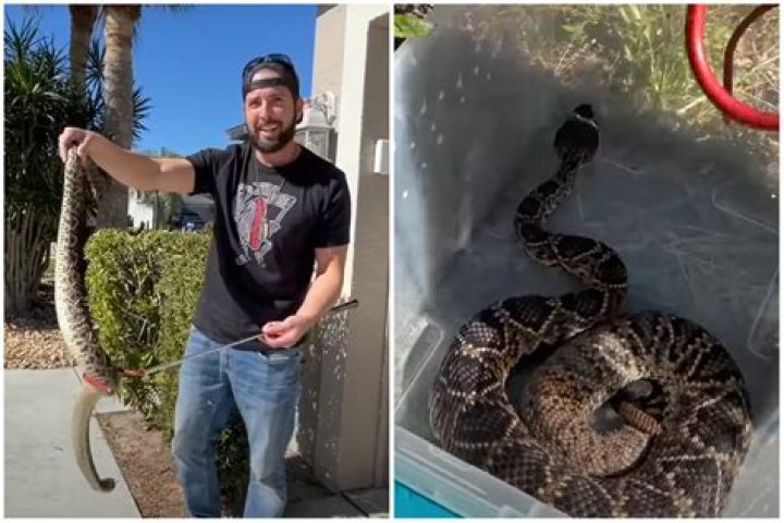 Two Giant Rattlesnakes Caught in Florida at Cop's Home