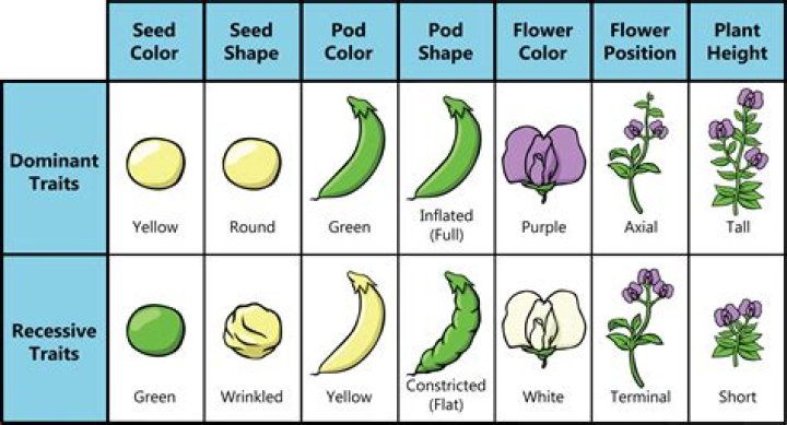 Understanding Seed Shape Inheritance: Heterozygous Plants With Round Seeds