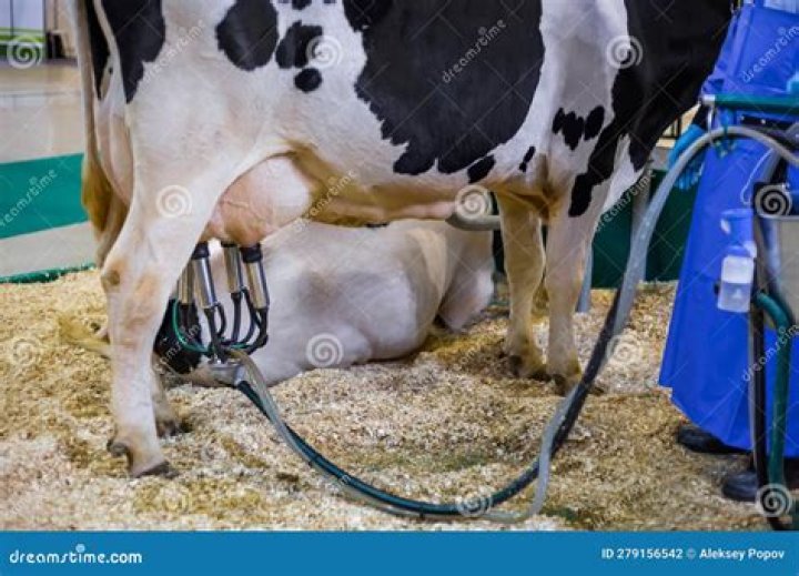 This Udderly Brilliant Bra Protects Cows From Getting Inflamed Teats