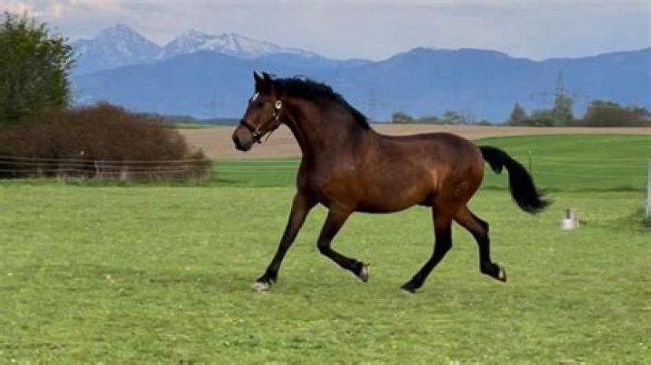 Worried about career? Place a picture of running horse at home for success – India TV