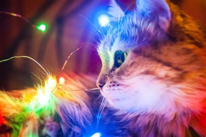 Vet Issues Warning Over 'Dangerous' Christmas Lights Pets Trend
