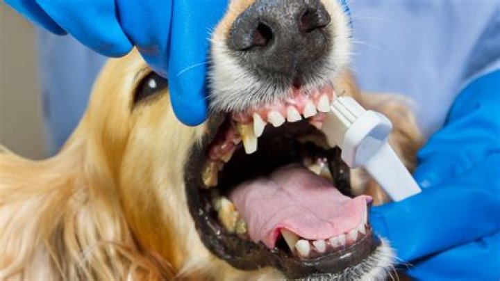 Veterinarian Punished After Extracting 19 Teeth from Dog Without Consent