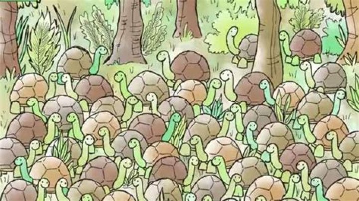 Can you find the snake hidden among tortoises within 30 seconds? – India TV