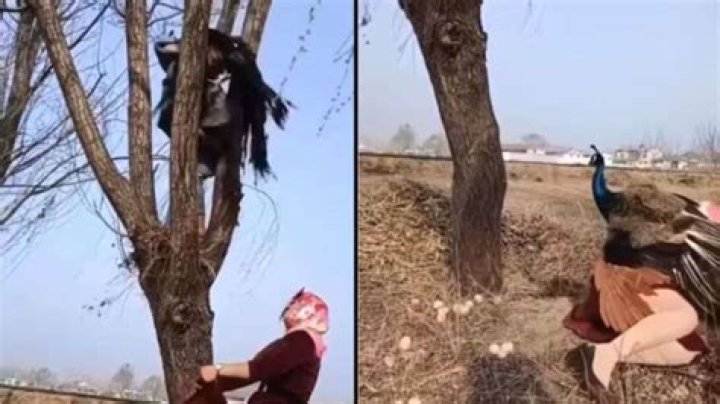 Viral video shows peacock attacking woman trying to steal eggs from its nest. Watch – India TV