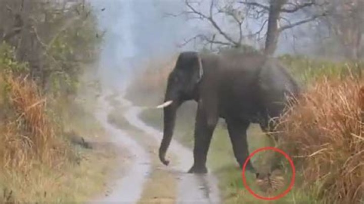 Rare viral video of tiger making way for elephant herd amazes netizens. Watch – India TV