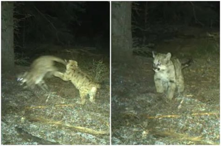 Watch Adorable Baby Mountain Lions Caught Playing on Trail Cam