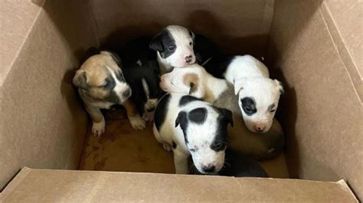 West Valley Humane Society cares for puppies left on doorstep