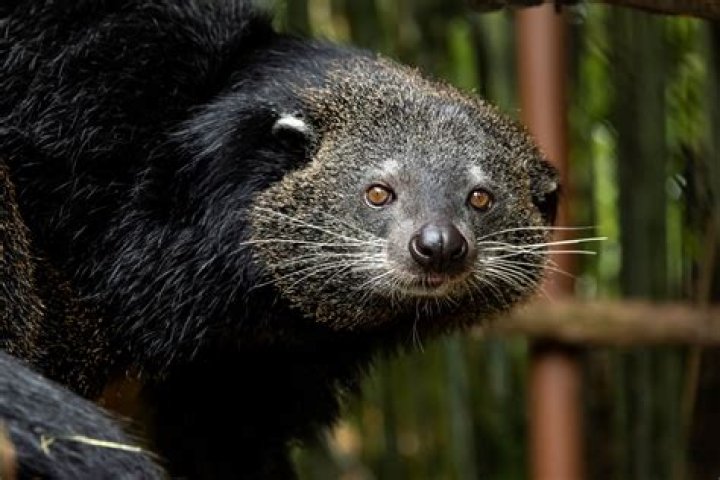 Quick Answer: What Animal Smells Like Popcorn