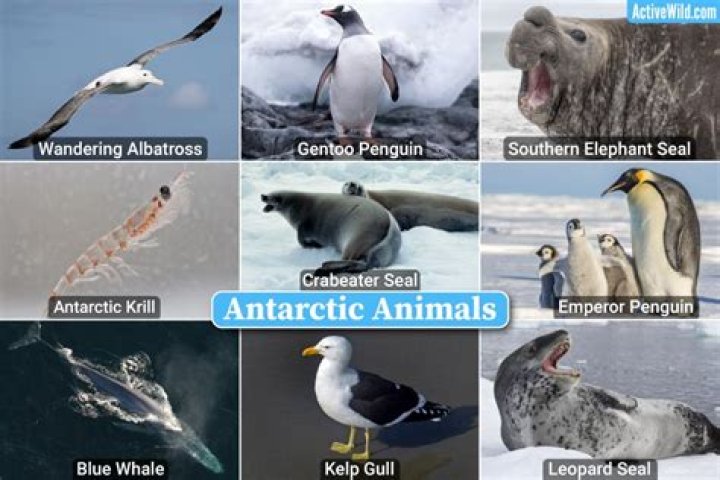 What Are The Animals In Arthur: A Comprehensive Guide