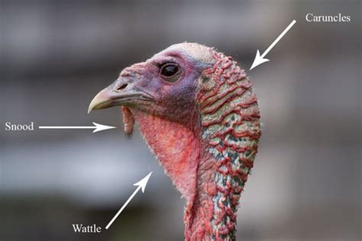 What Color Is A Turkey's Beak