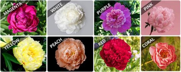What Colors Do Peony Flowers Come In