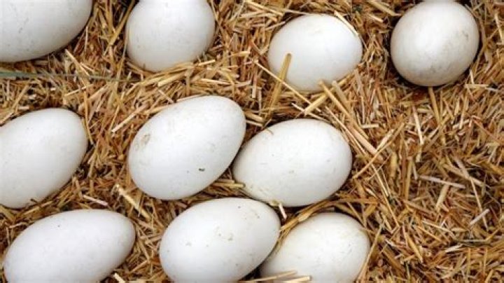 Quick Answer: What Do Goose Eggs Taste Like