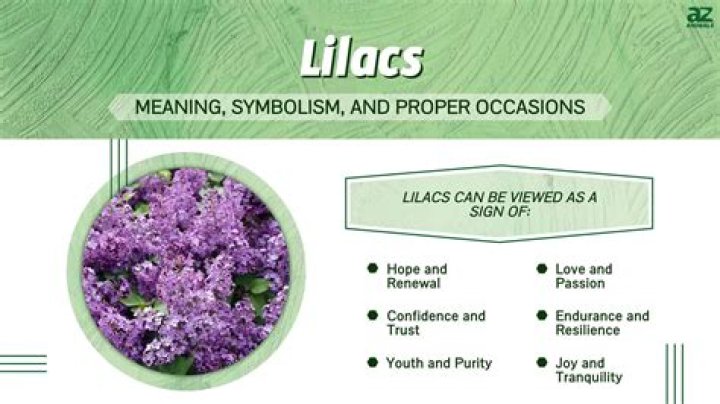 Quick Answer: What Do Lilacs Symbolize