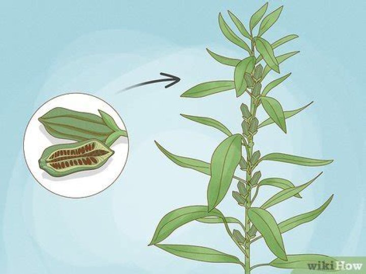 What Do Sesame Seeds Grow Into